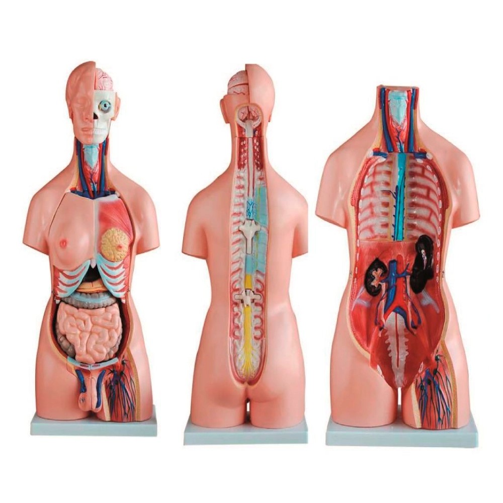 Torso Bisexual de 85cm con 40 Partes - Modelo: TM-208 - TECH MODEL | Stock: 10 - SAP: 335030002