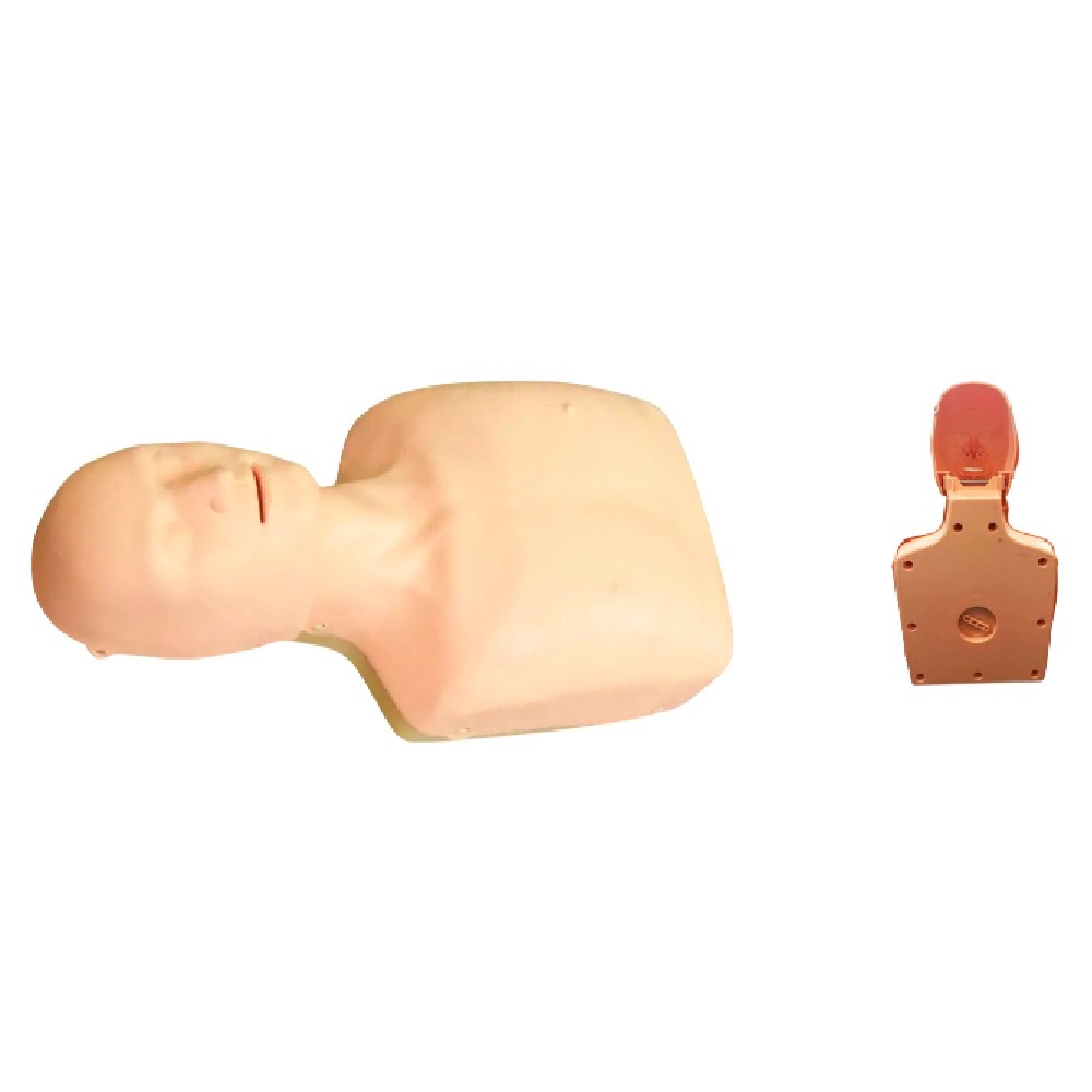 Simulador de Reanimacion Cardiopulmonar  Simple -TMA/CPR166 - TECH MODEL | Stock: 10 - SAP: 335030007