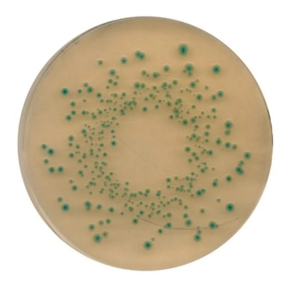 Agar TBX (Triptona-Bilis-X-glucurónido) x 500G REF: 116122 - MERCK | Stock: 5 - SAP: 412010017
