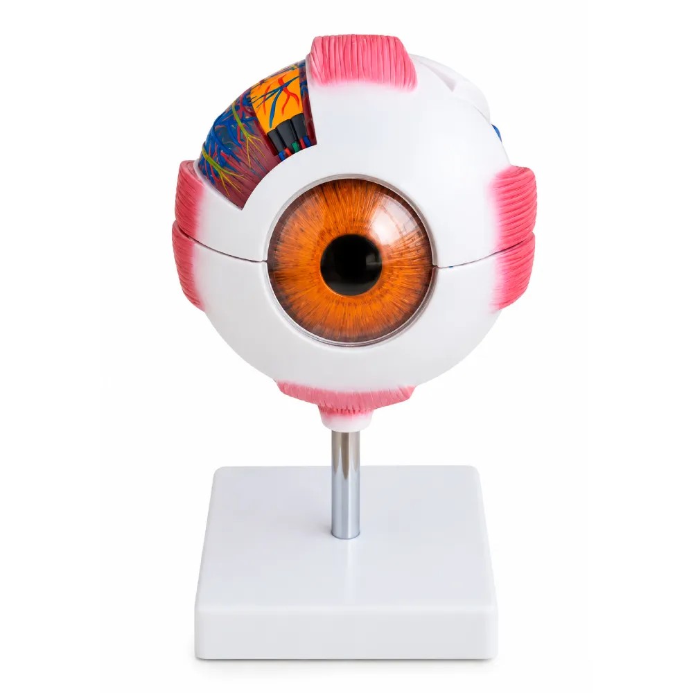 Ojo Globo Ocular Gigante Desarmable en 7 Partes Ampliando en 6 Veces (Blanco) Modelo: TM-316A - TECH MODEL | Stock: 10 - SAP: 335030016