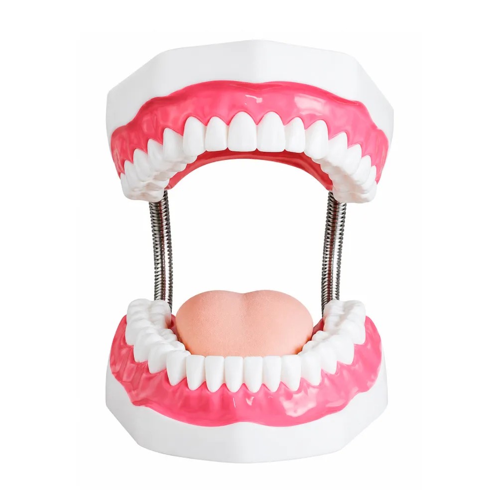 Higiene Bucal (Encias,32 dientes,Lengua y Paladar mas cepillo) Modelo:TM-403A - TECH MODEL | Stock: 10 - SAP: 335030017