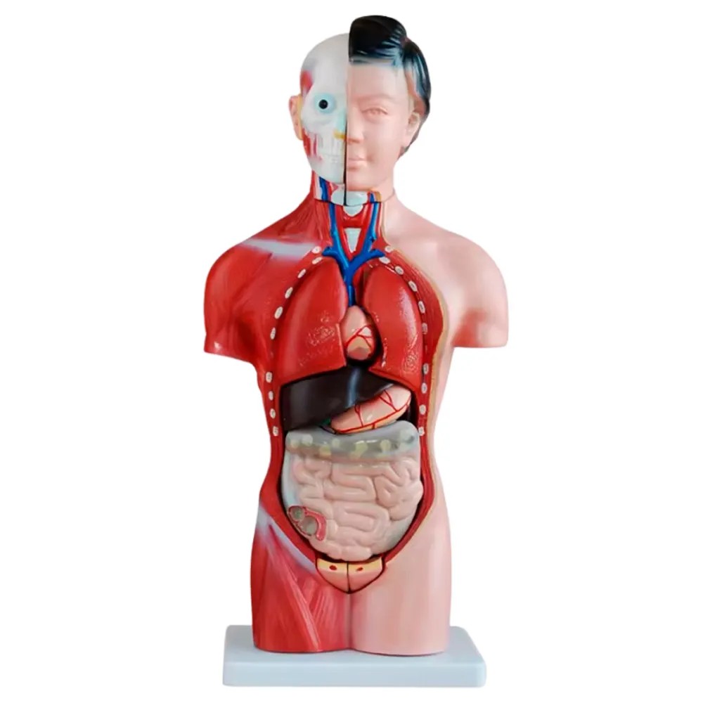 Torso Femenino de 42cm con 15 Partes Desarmable - Modelo: TM-202B - TECH MODEL | Stock: 2 - SAP: 335030021