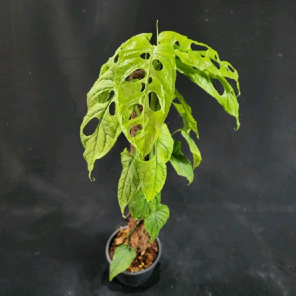 philodendron herzblatt 2x Philodendron scandens Herzblatt Ø12 cm – ↕15 cm main image 1