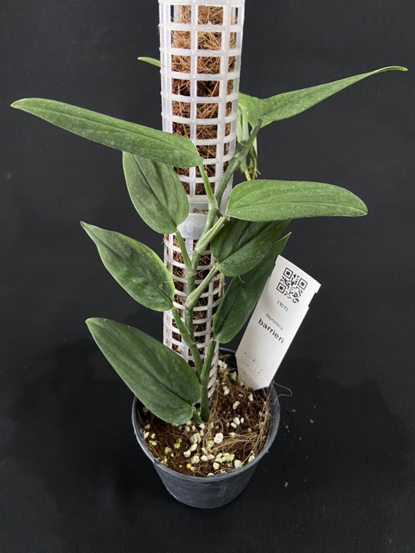 monstera marx flame 4” Monstera 'Burle Marx Flame' – Canopy Plant Co main image 0